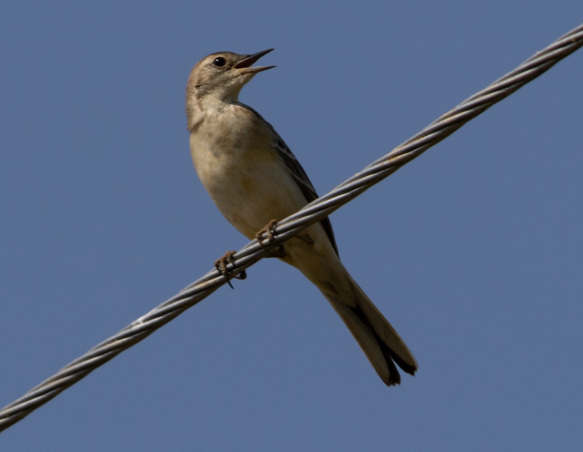 Orientspornpieper - ML646274034