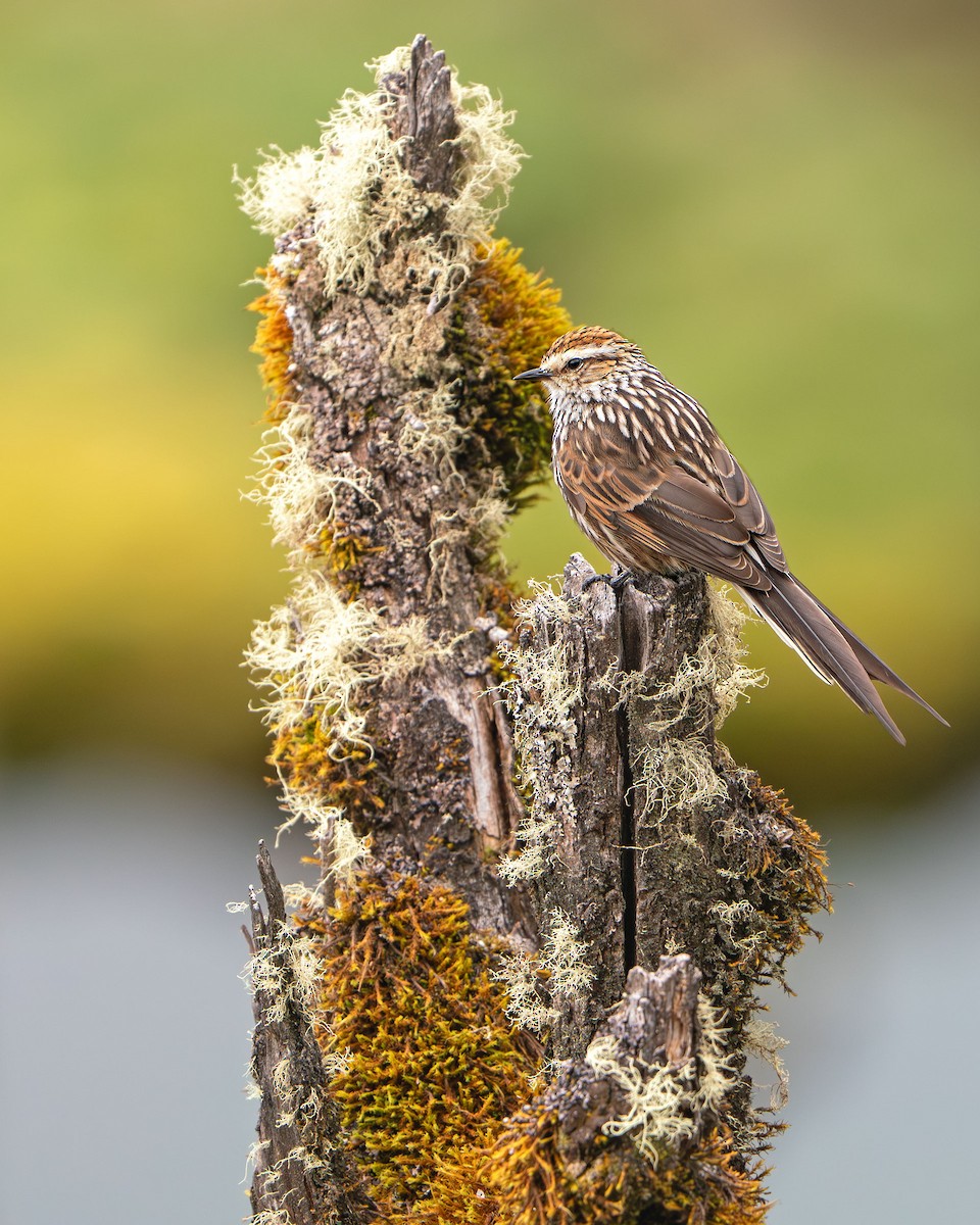 Andenmeisenschlüpfer - ML646274035