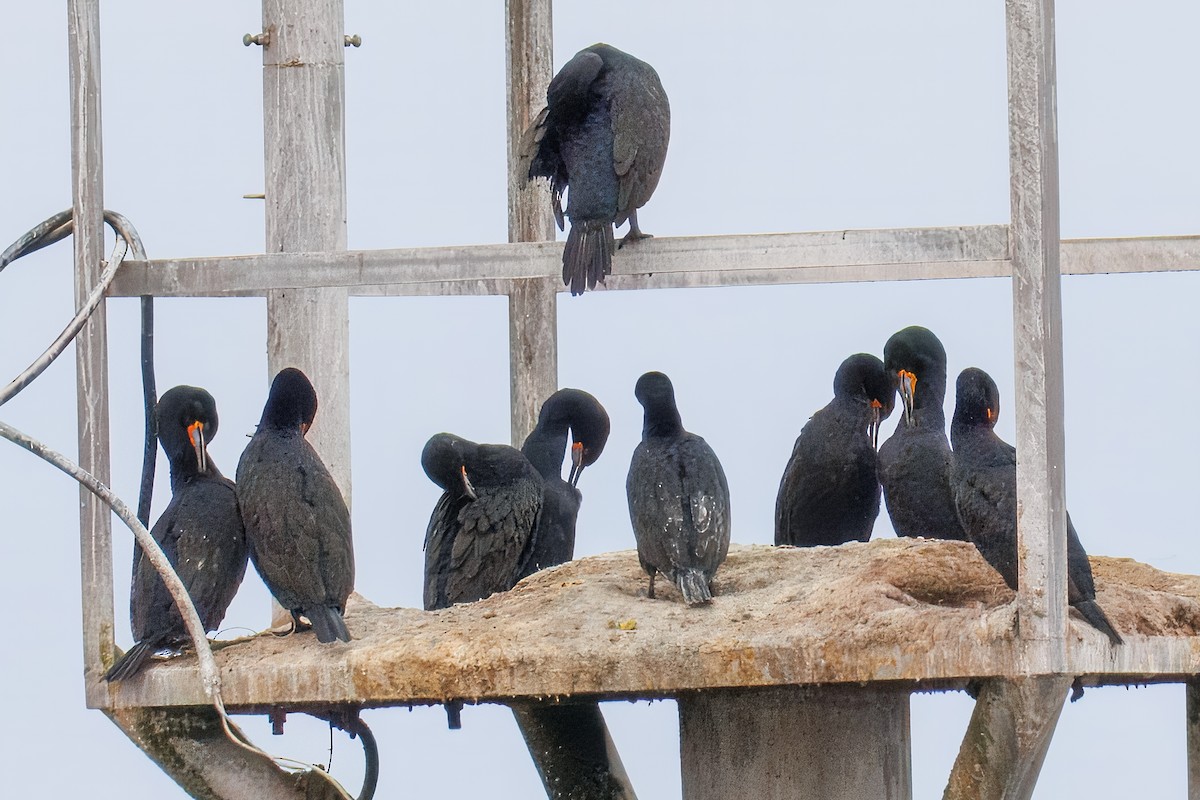 Kapscharbe - ML646274036