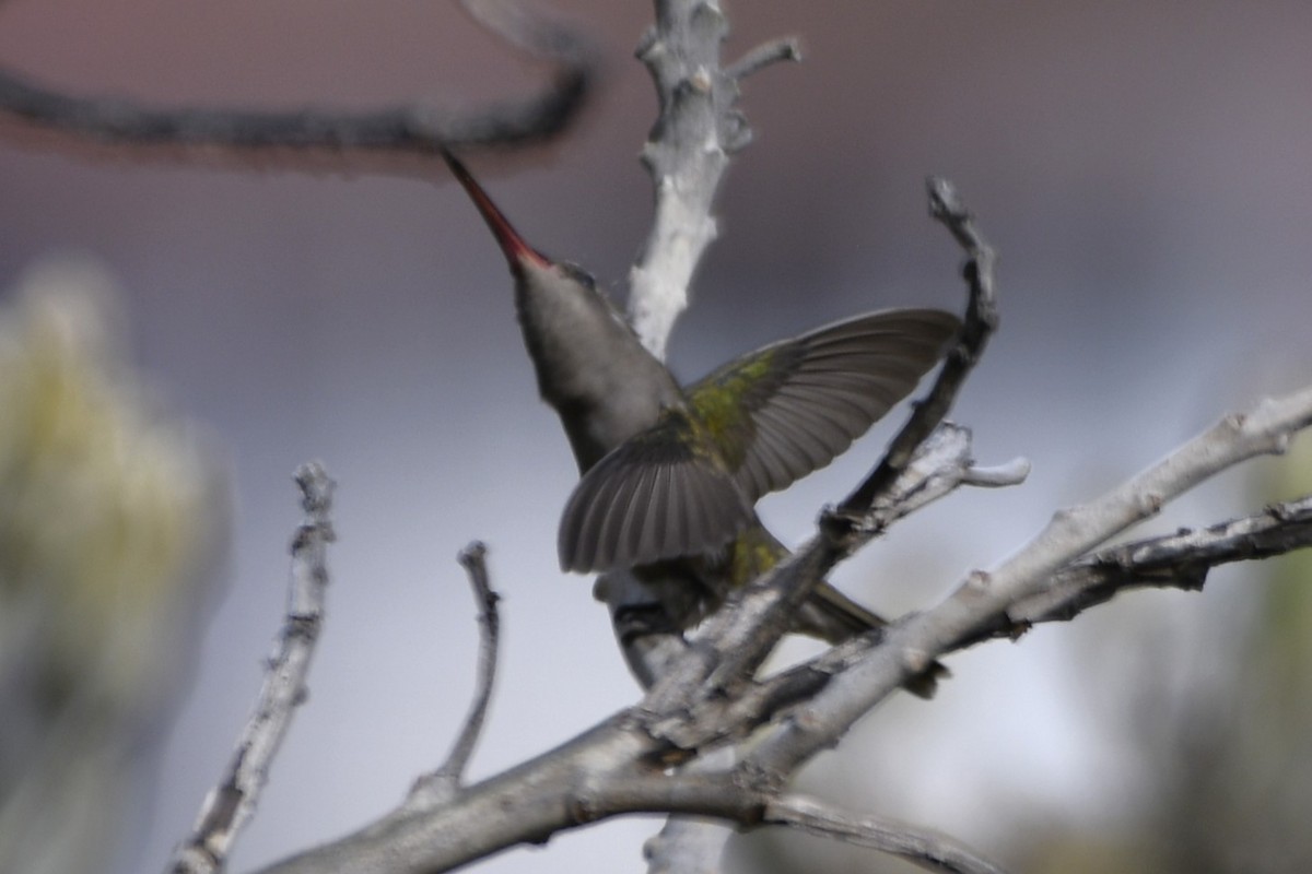 Graukolibri - ML646274037