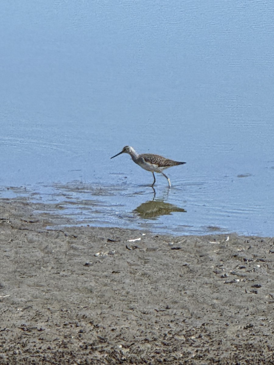 Tüpfelgelbschenkel - ML646274038