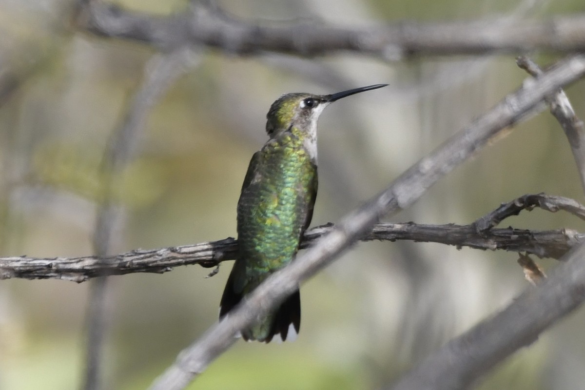 Rubinkehlkolibri - ML646274040