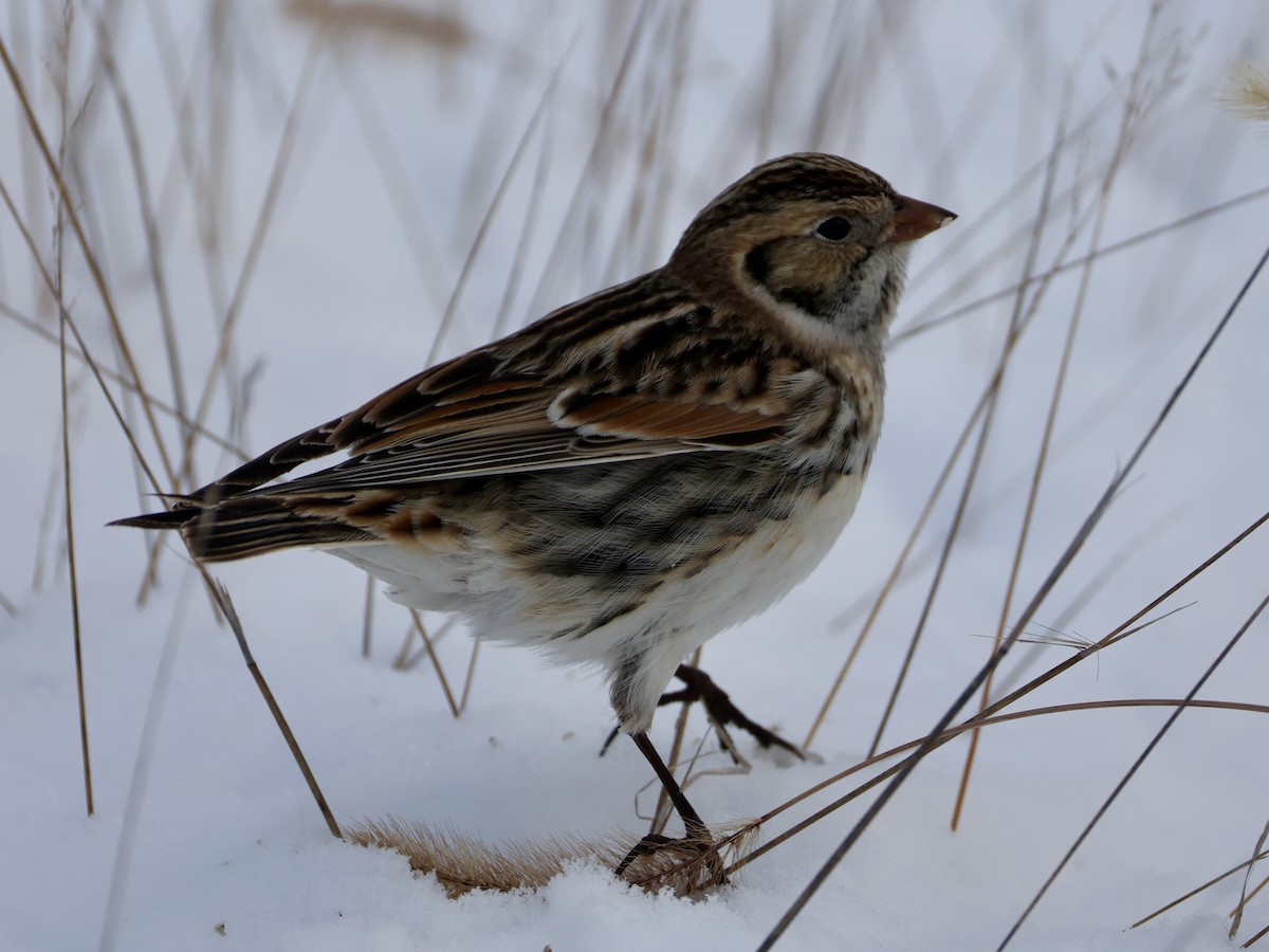 Spornammer - ML646274041