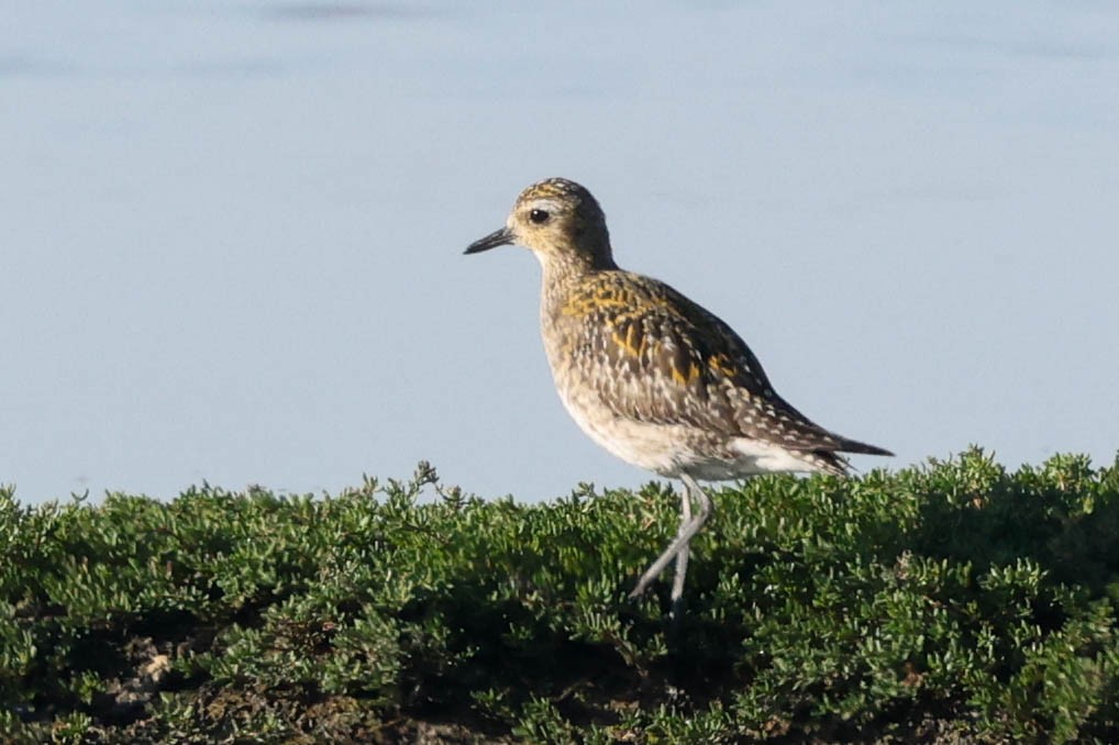 Pacific Golden-Plover - ML646274042