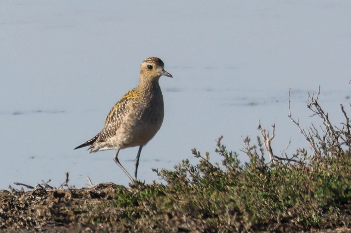 Pacific Golden-Plover - ML646274043