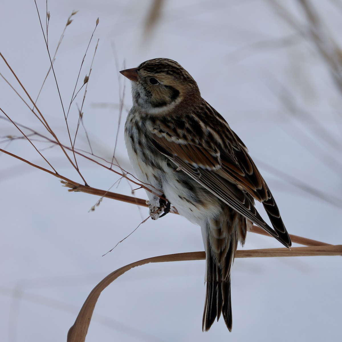 Spornammer - ML646274044