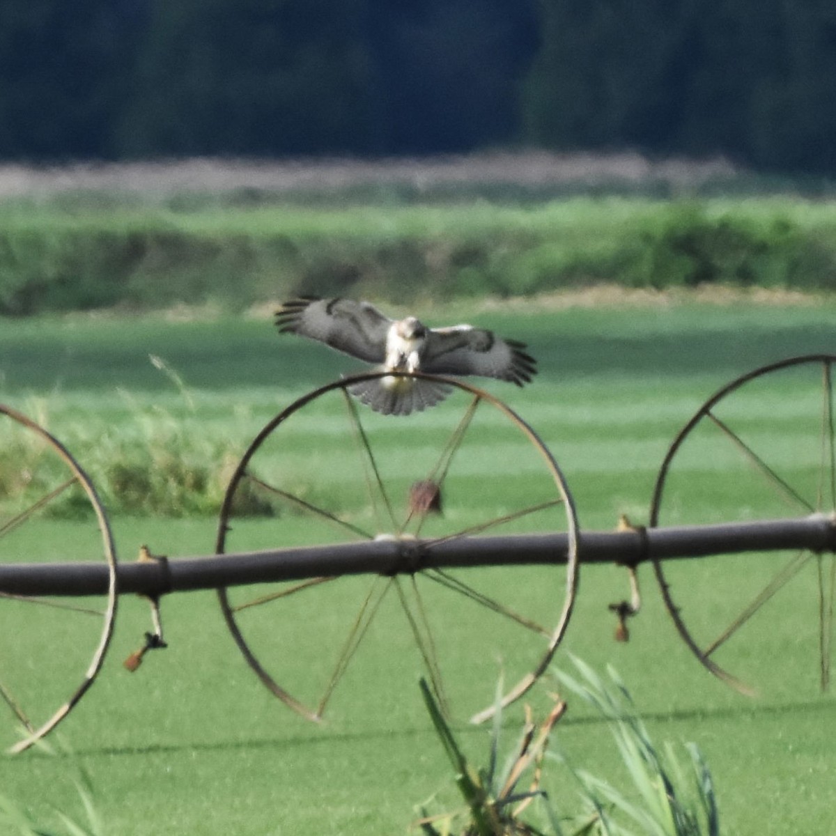 Rotschwanzbussard - ML646274045