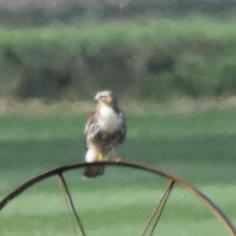 Rotschwanzbussard - ML646274046