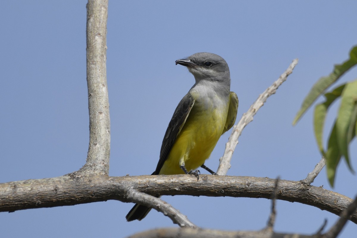 Schmalschnabel-Königstyrann - ML646274051