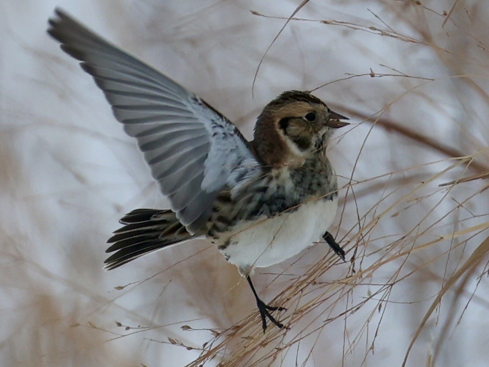 Lapland Longspur - ML646274053