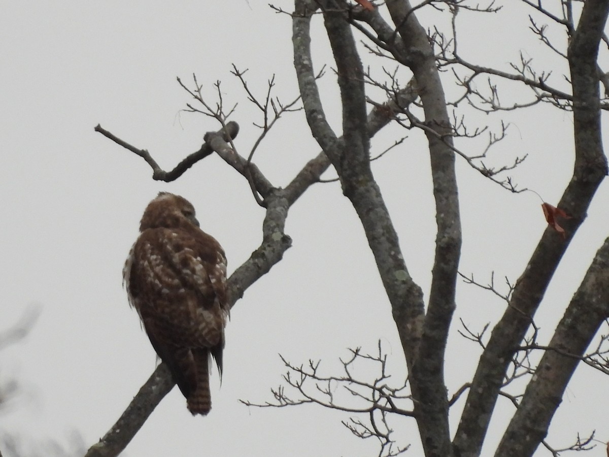 Buse à queue rousse - ML646274067