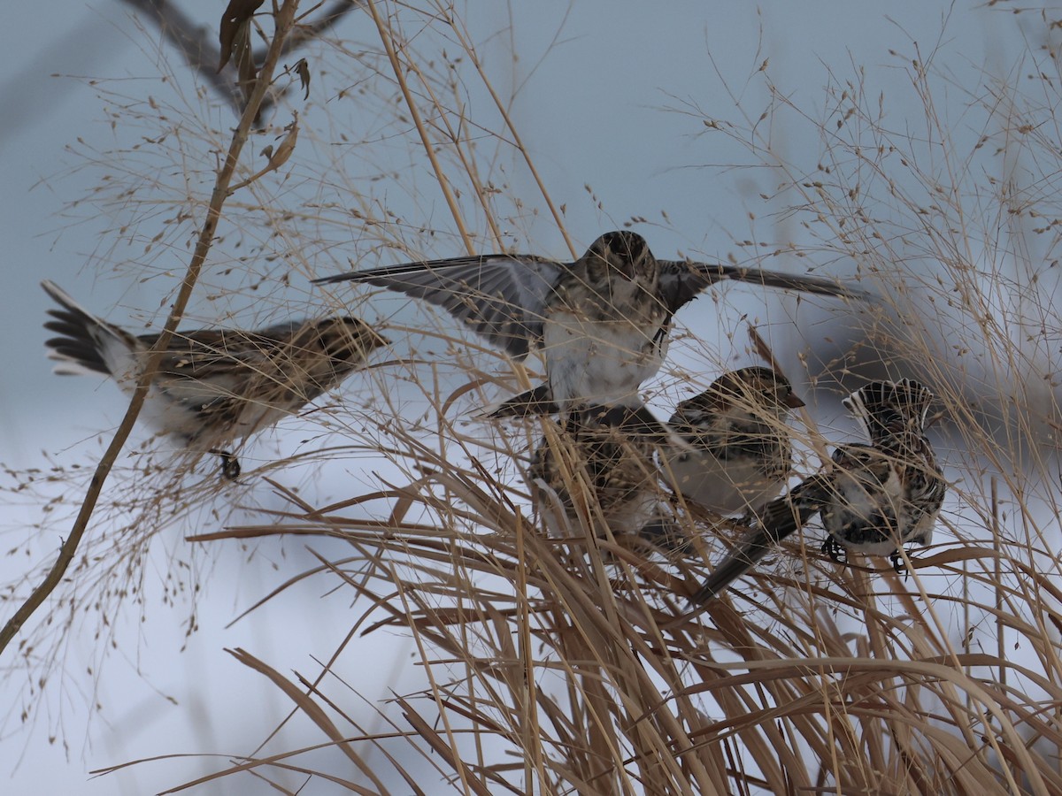 Lapland Longspur - ML646274068