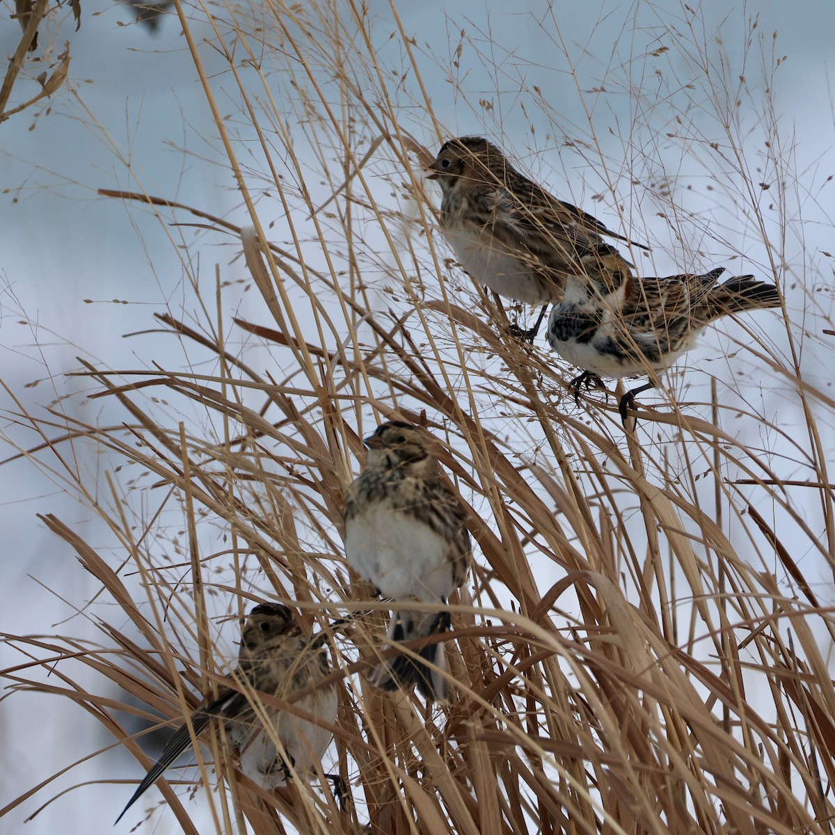 Lapland Longspur - ML646274069