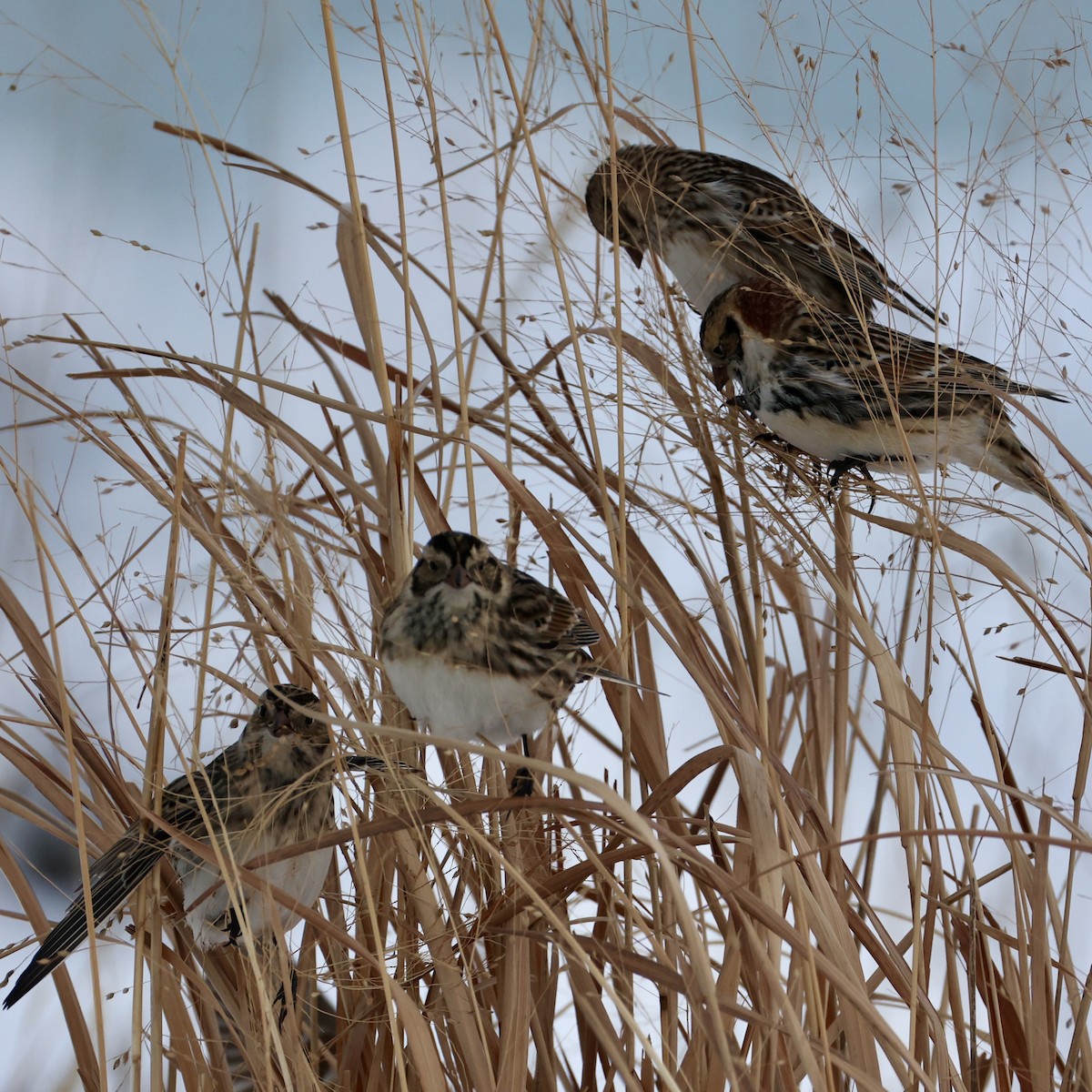 Lapland Longspur - ML646274070