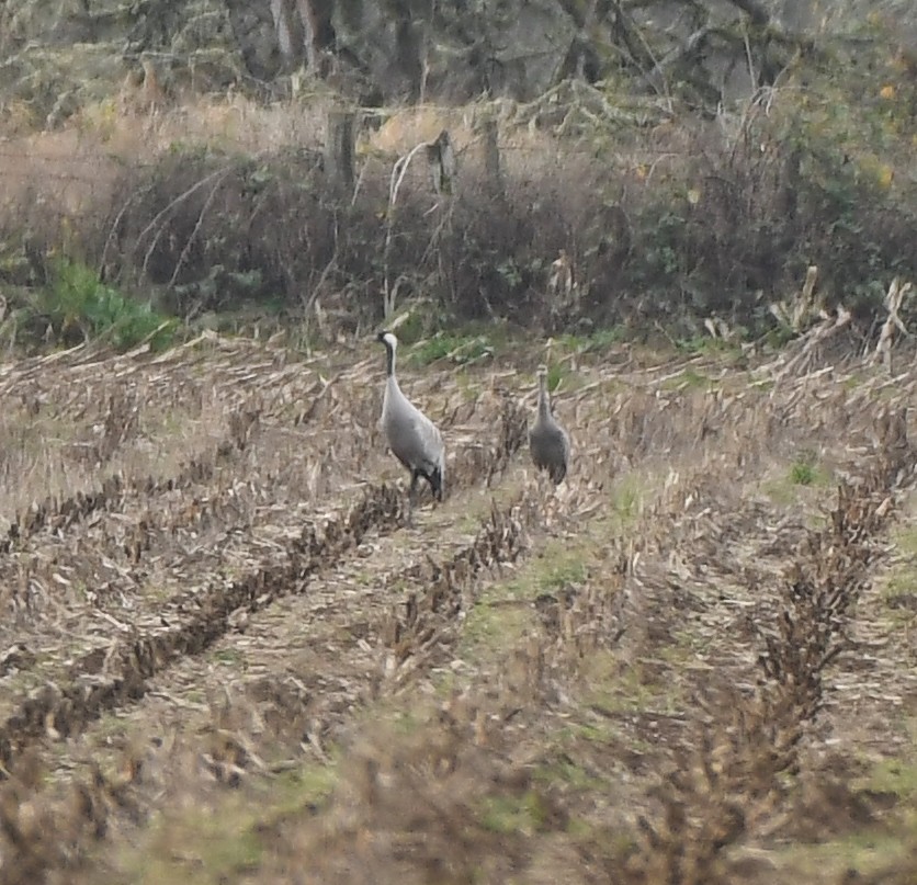 Common Crane - ML646274071