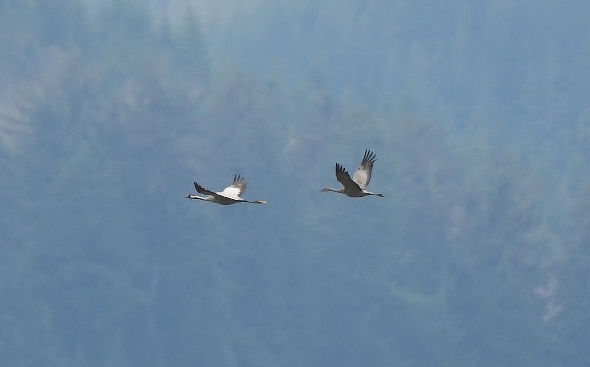 Common Crane - ML646274072