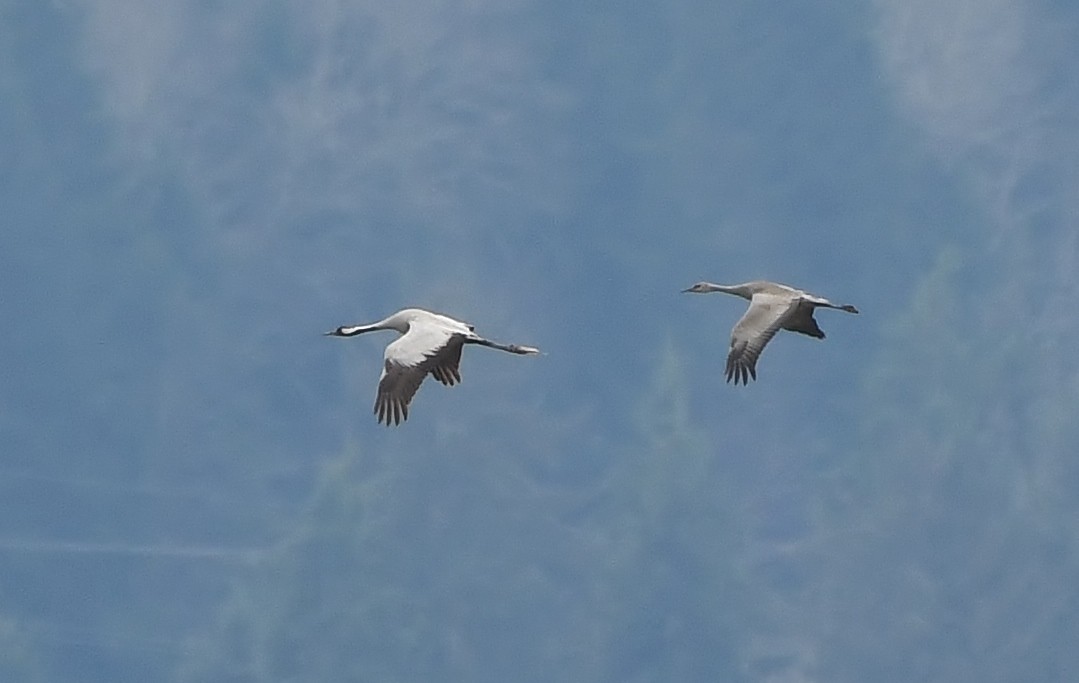 Common Crane - ML646274073