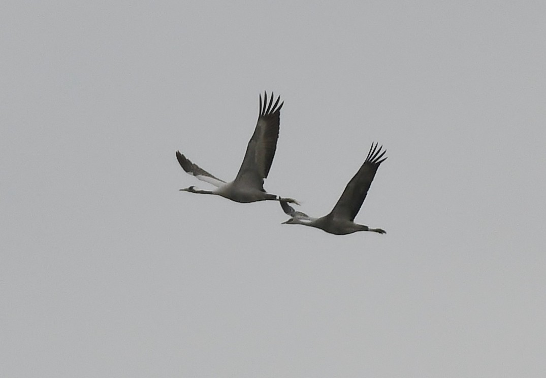 Common Crane - ML646274074