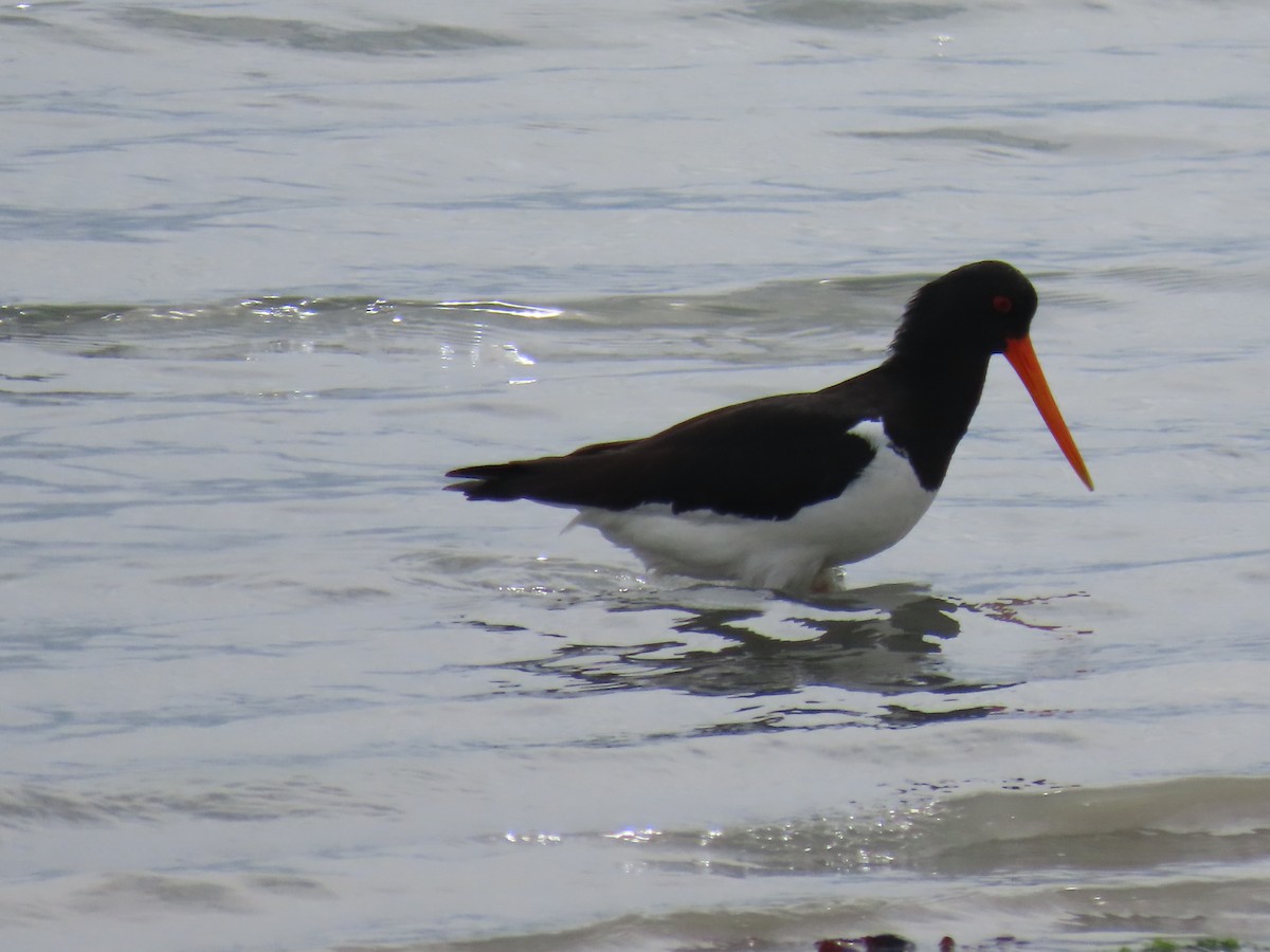 ミナミミヤコドリ - ML646274078