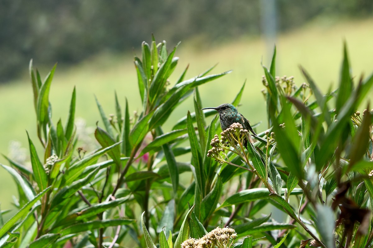 Black-tailed Trainbearer - ML646274081