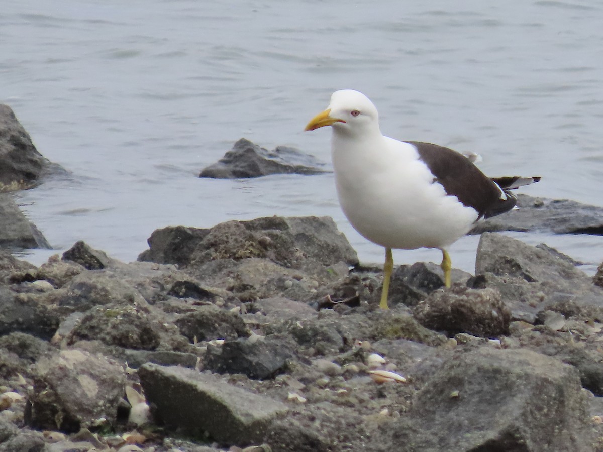 ミナミオオセグロカモメ - ML646274082