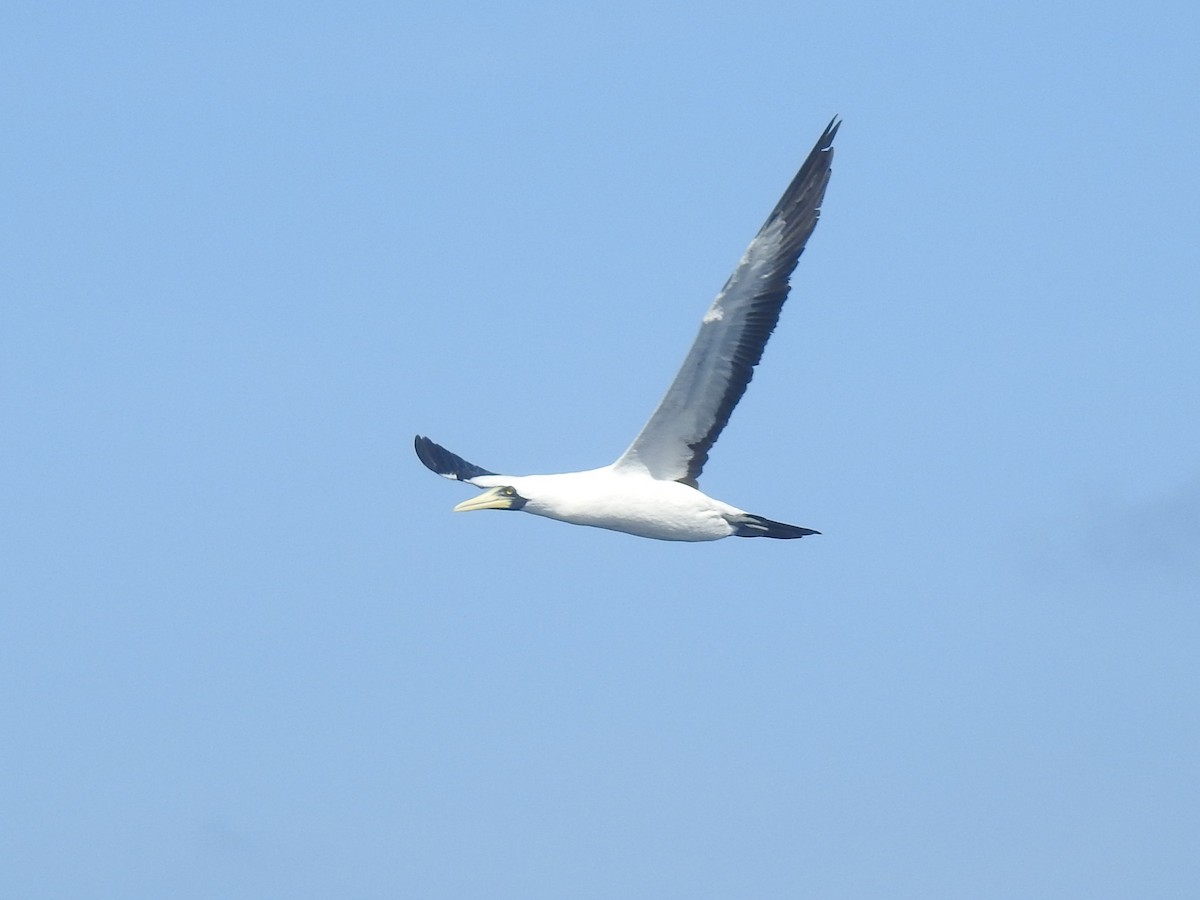Masked Booby - ML646274086