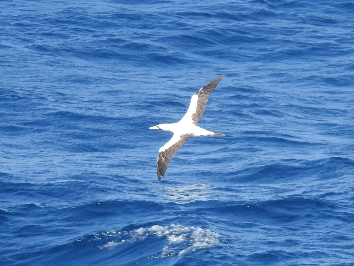 Masked Booby - ML646274088