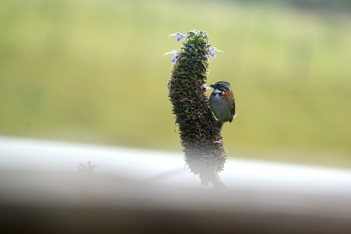 Rufous-collared Sparrow - ML646274093