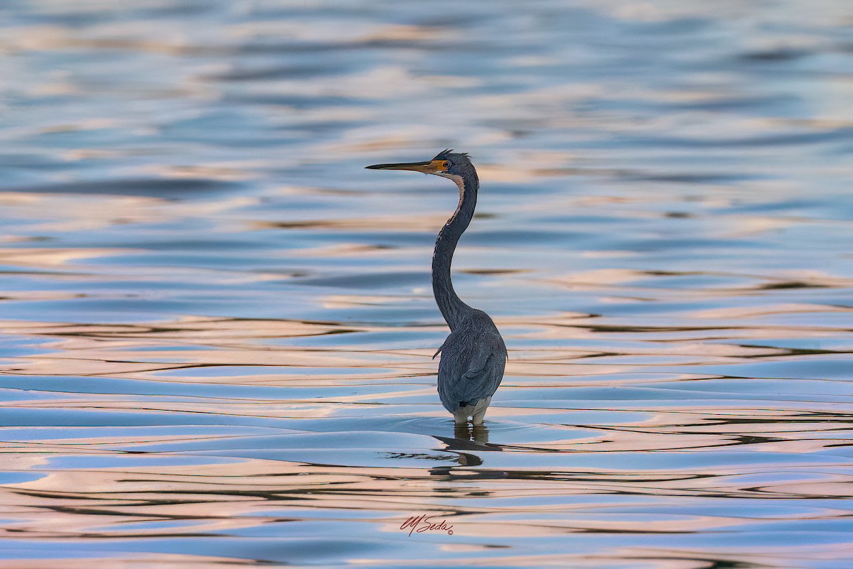 Tricolored Heron - ML646274096