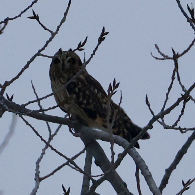 Short-eared Owl - ML646274097
