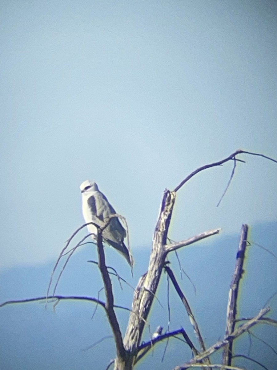 White-tailed Kite - ML646274101