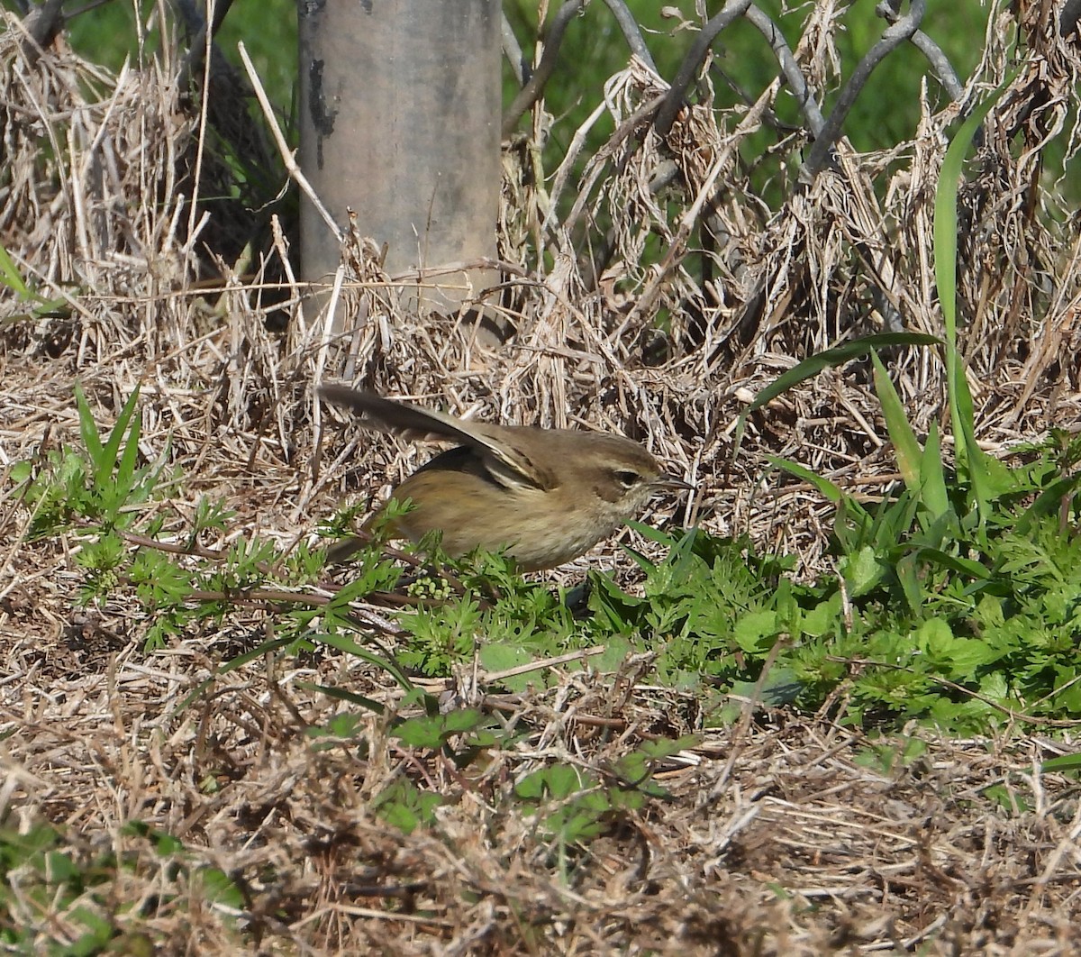 Palm Warbler - ML646274106