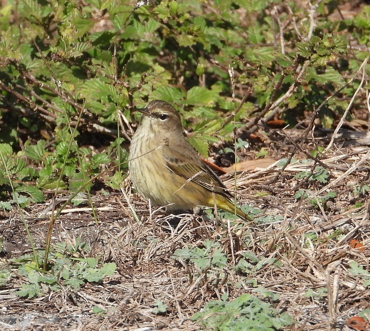 Palm Warbler - ML646274107