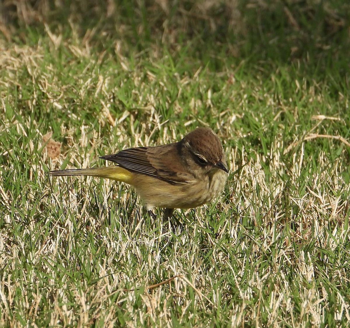 Palm Warbler - ML646274108