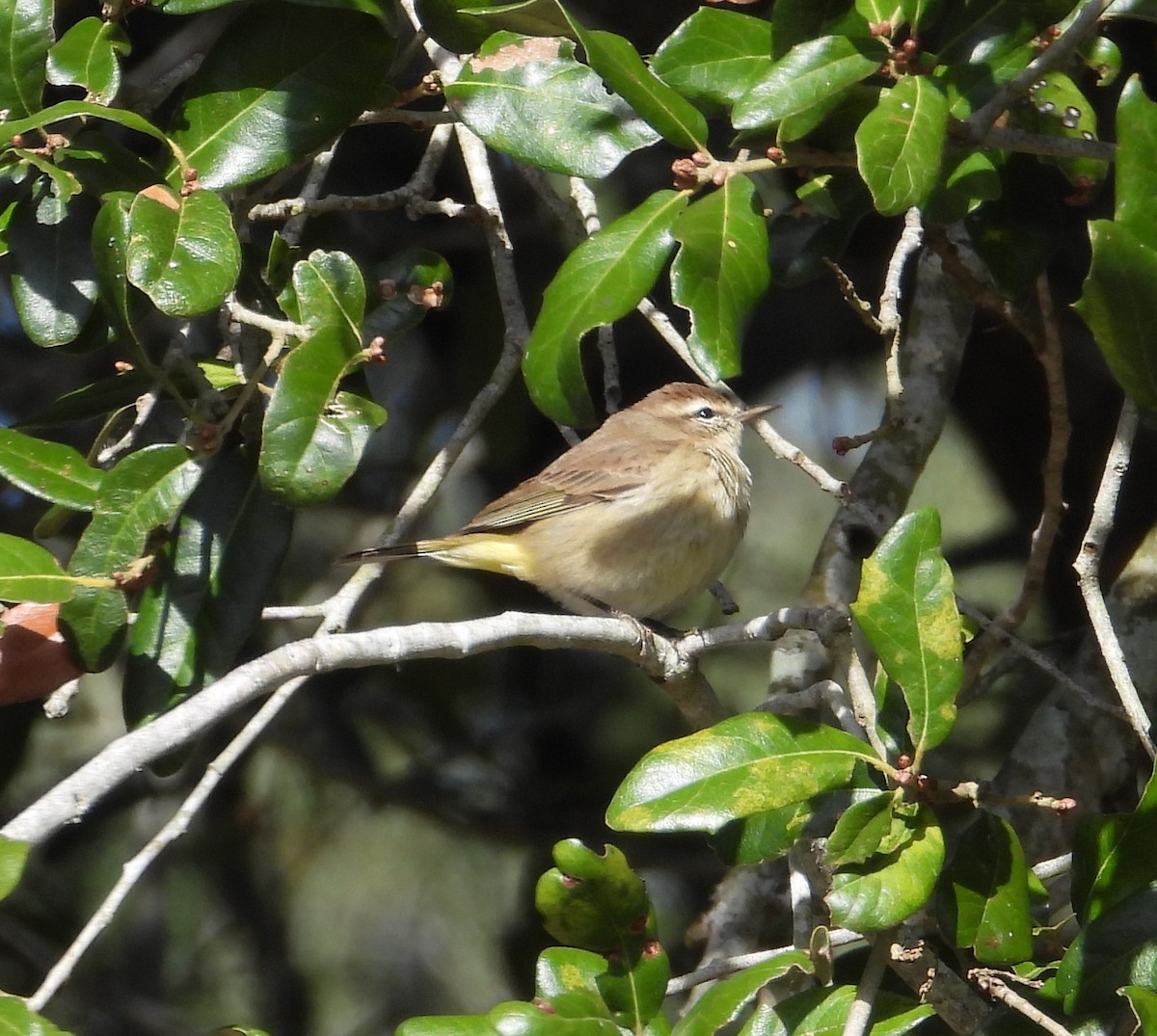 Palm Warbler - ML646274109