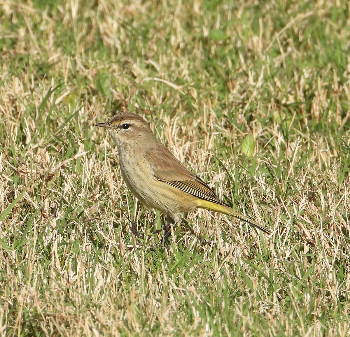 Palm Warbler - ML646274110