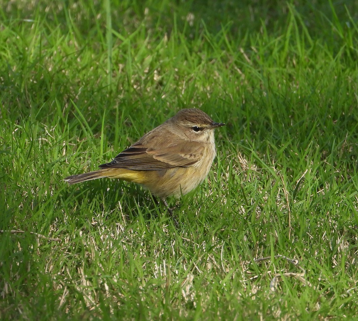 Palm Warbler - ML646274111