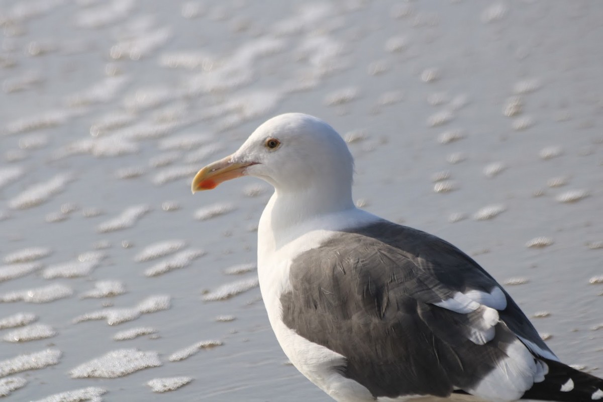 Western Gull - ML646274112
