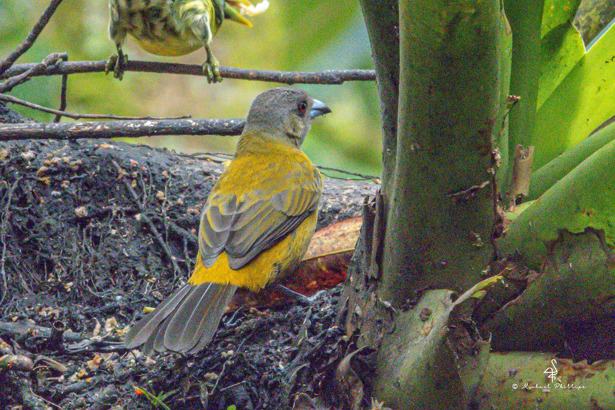 Scarlet-rumped Tanager - ML646274116
