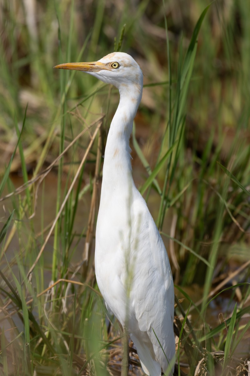 Eastern Cattle-Egret - ML646274118