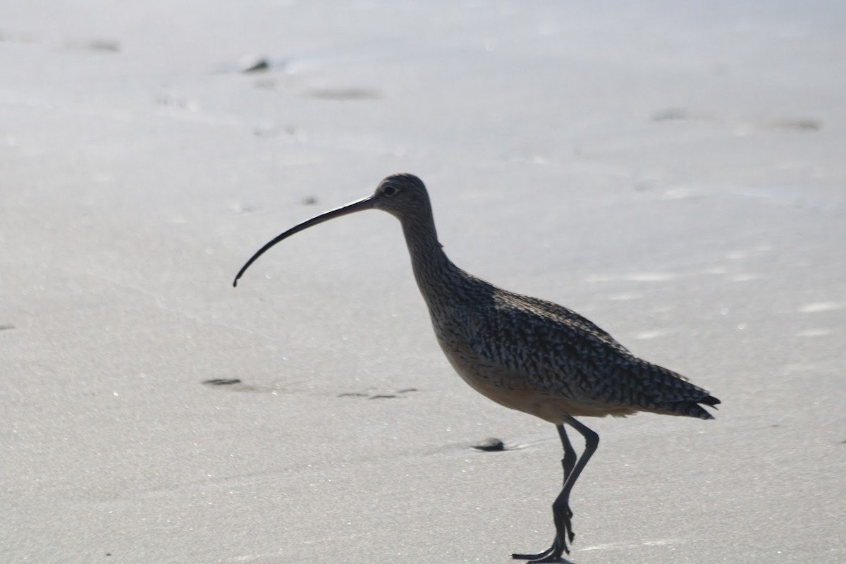 Long-billed Curlew - ML646274119
