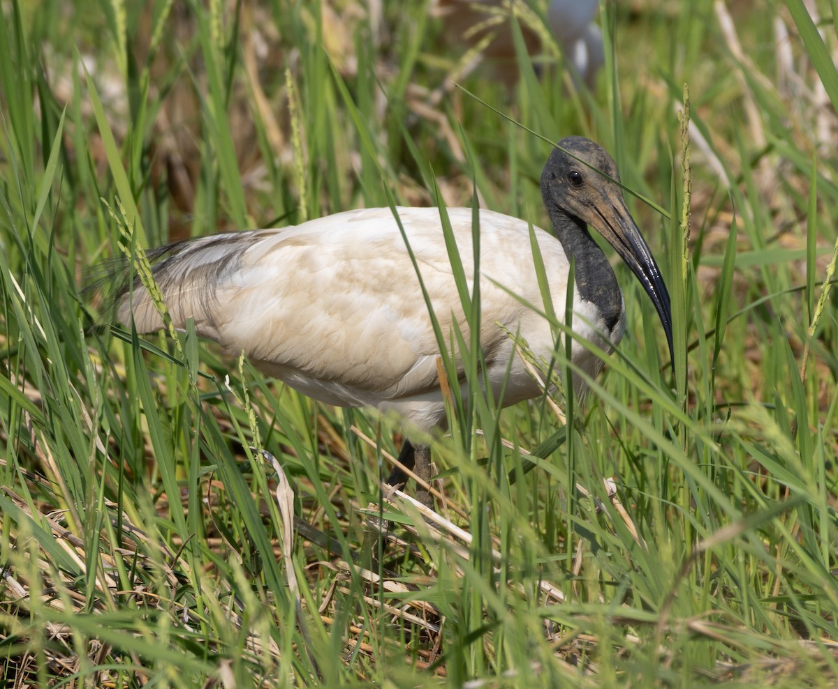 Black-headed Ibis - ML646274120