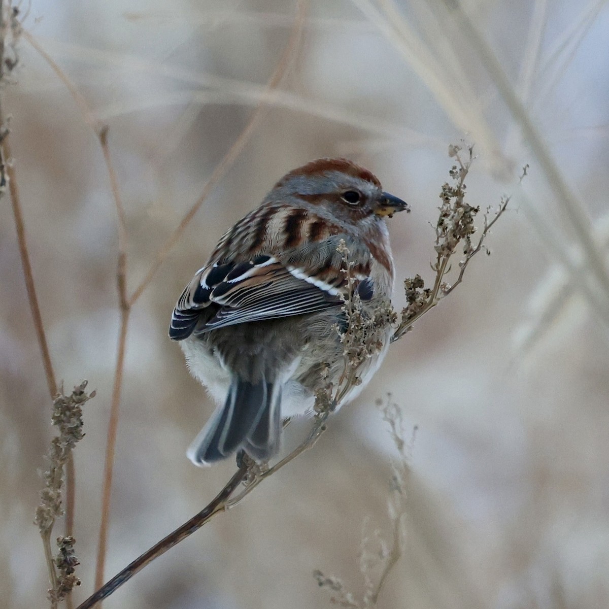 American Tree Sparrow - ML646274122