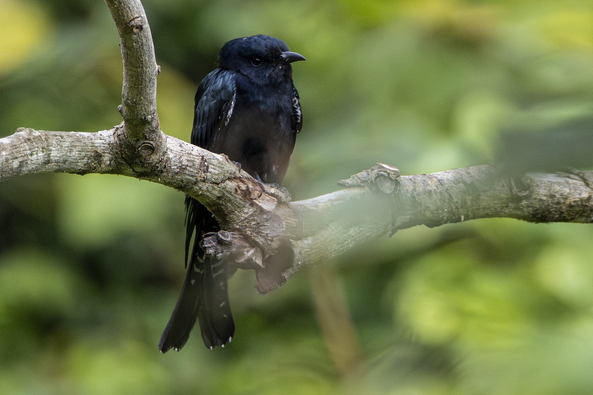 Square-tailed Drongo-Cuckoo - ML646274123