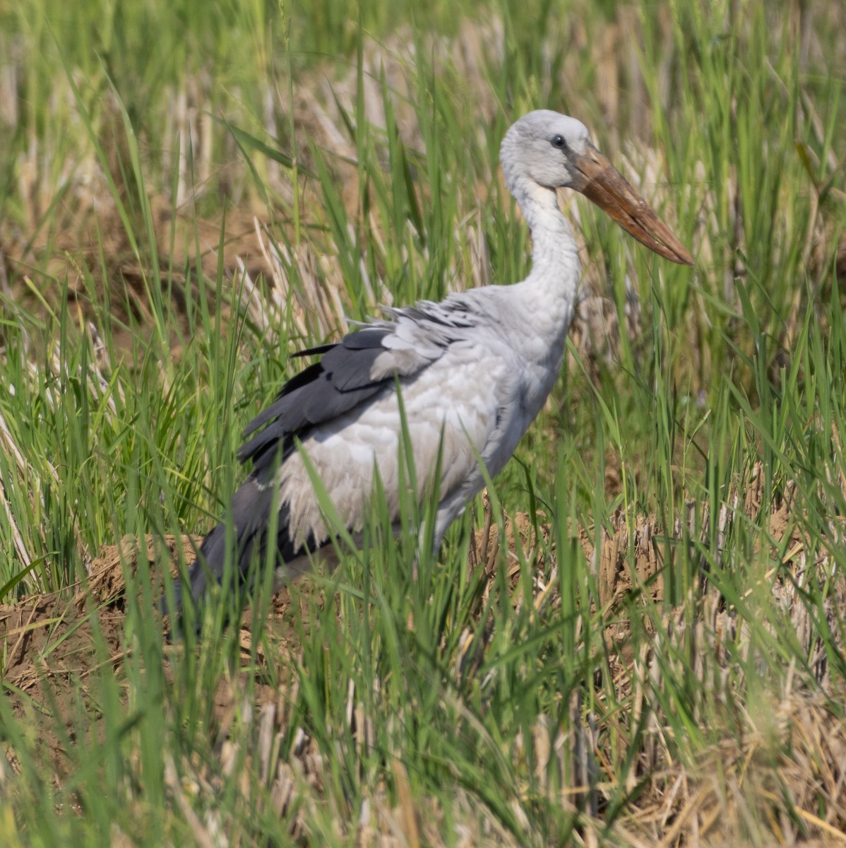 Asian Openbill - ML646274124