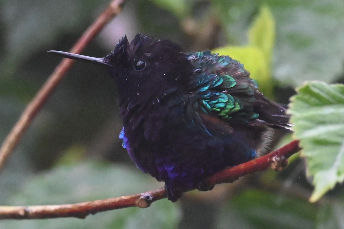 Velvet-purple Coronet - ML646274126