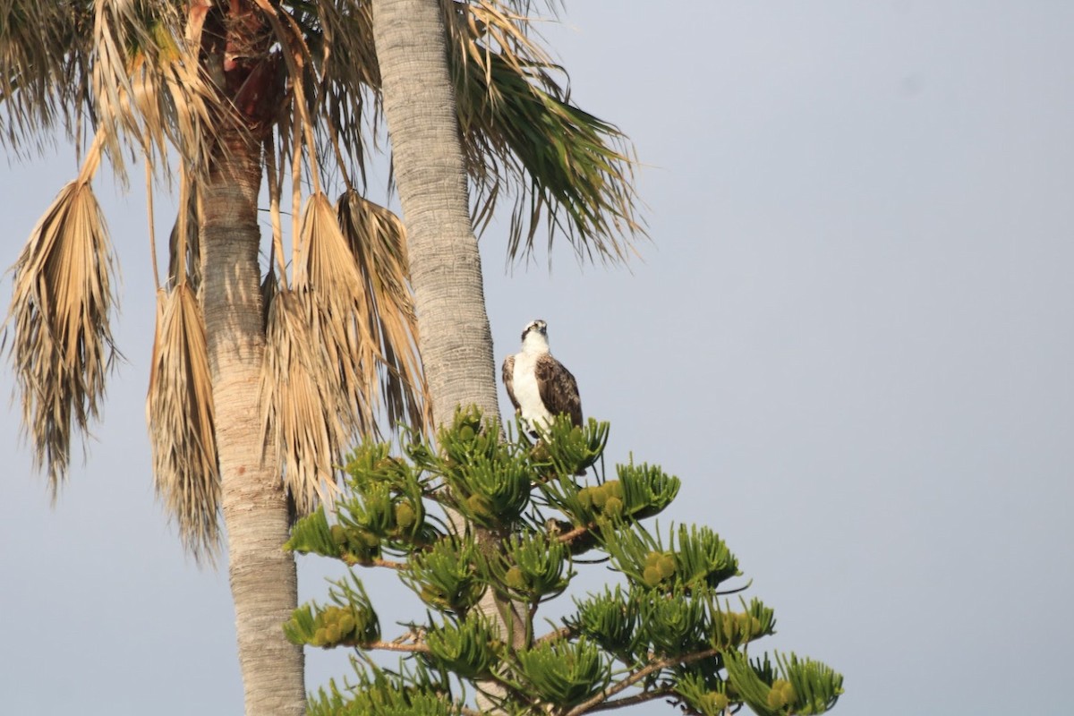 Osprey - ML646274129