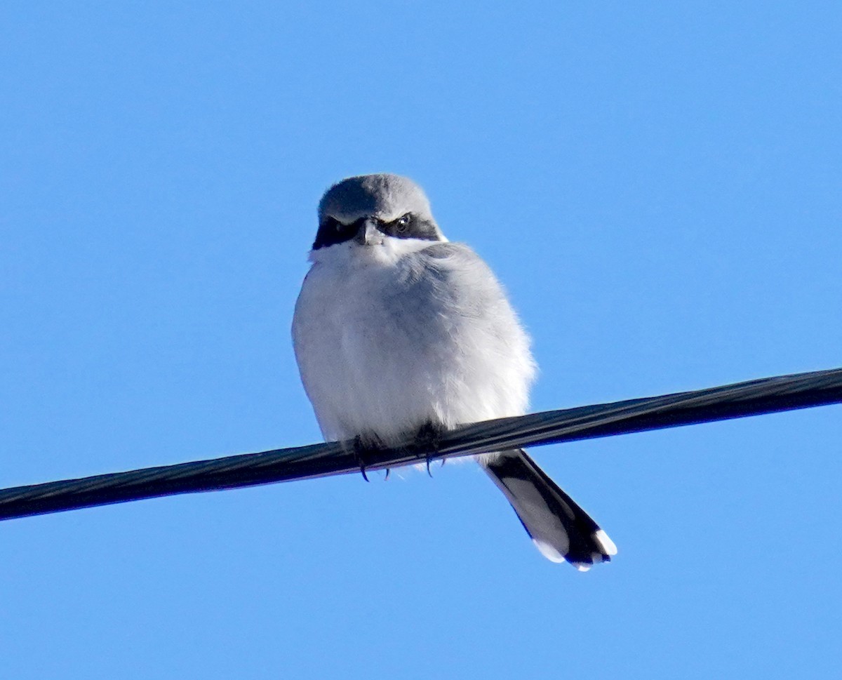Loggerhead Shrike - ML646274130