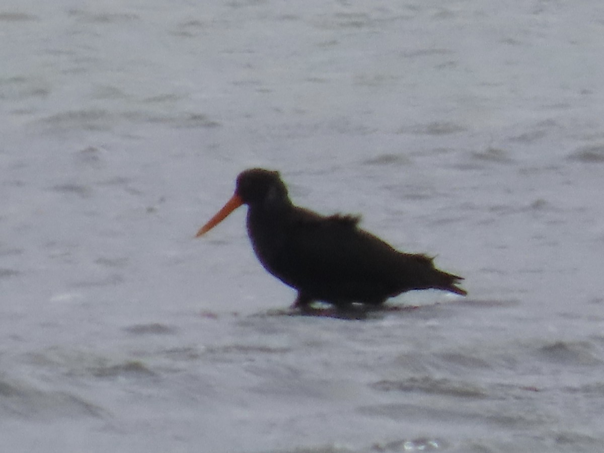 Variable Oystercatcher - ML646274132