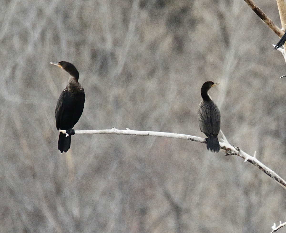 Neotropic Cormorant - ML646274133